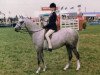 broodmare Wedgnock Camera (British Riding Pony, 1975, from Bwlch Valentino)