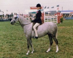 Zuchtstute Wedgnock Camera (British Riding Pony, 1975, von Bwlch Valentino)