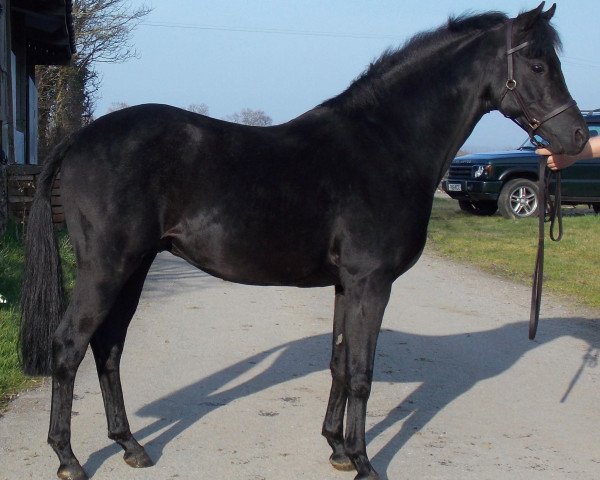 stallion Wedgnock Flying Saucer (British Riding Pony, 2007, from Wedgnock Fine Romance)