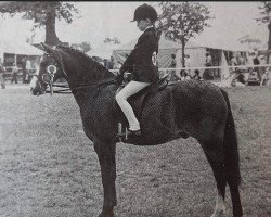 Pferd Lechlade Adonis (Welsh Partbred, 1972, von Bwlch Hill Wind)