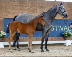 broodmare Lilith N (Holsteiner, 2018, from van Gogh)