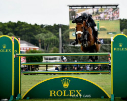 Springpferd Sea Topblue (Irish Sport Horse, 2011, von Chacco-Blue)