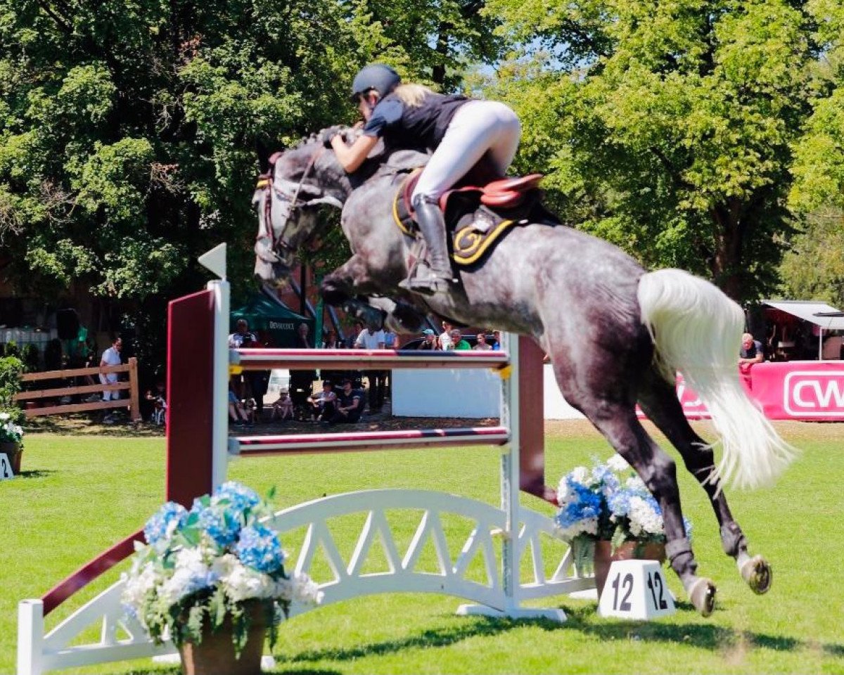 broodmare Delphi de Spalbec Z (Zangersheide riding horse, 2014, from Diamant de Semilly)