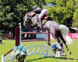 broodmare Delphi de Spalbec Z (Zangersheide riding horse, 2014, from Diamant de Semilly)