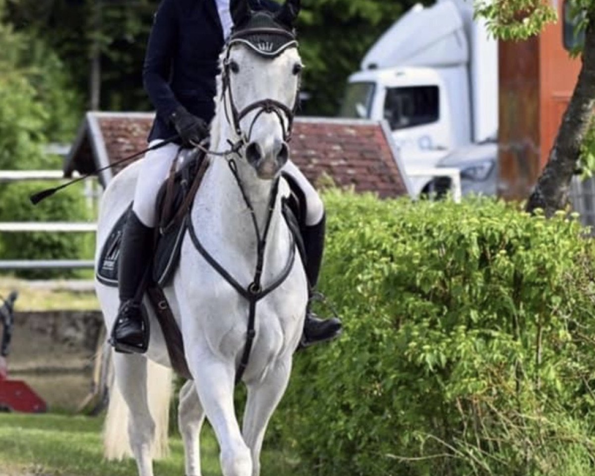 Springpferd Stella 1024 (Hannoveraner, 2010, von Stolzenberg)