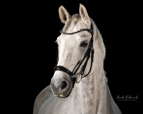 dressage horse Edelmann Tv (Westphalian, 2014, from Escolar)