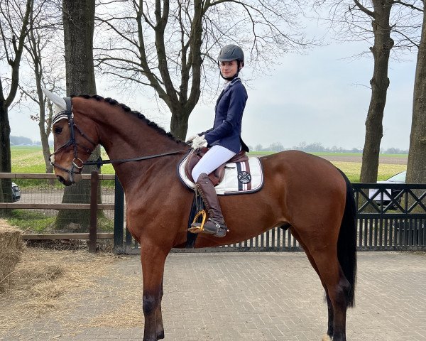 jumper Navan 5 (KWPN (Royal Dutch Sporthorse), 2018, from Vannan)