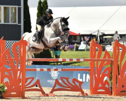 Springpferd Gallant van de Heffinck (Belgium Sporthorse, 2012, von Infernape vd Caatshoeve)