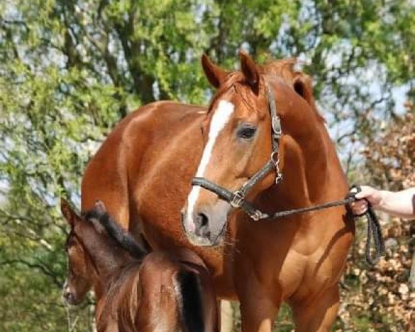 broodmare Going for Energy (Oldenburg, 2011, from Esteban xx)