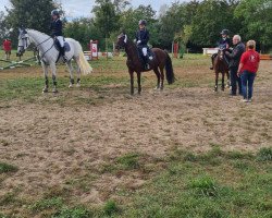 jumper Gismo 666 (German Riding Pony, 2008, from Garfield)