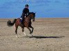 broodmare Going for Roses (Oldenburg show jumper, 2015, from Ramiro's Son II)