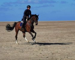 broodmare Going for Roses (Oldenburg show jumper, 2015, from Ramiro's Son II)