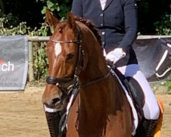 dressage horse Sakari 7 (Westphalian, 2016, from Sir Heinrich OLD)