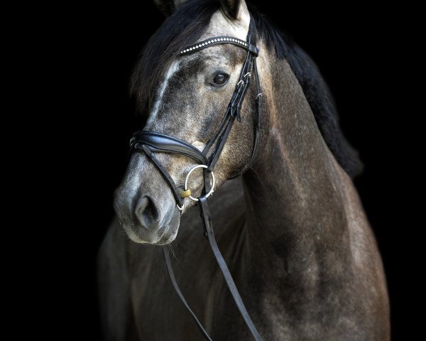 dressage horse BamBam vom Lauf (Westphalian, 2017, from Belissimo NRW)