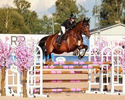 jumper Javenia (Belgian Warmblood, 2009, from Nonstop)