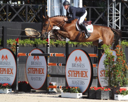 jumper Luca van't Eigenlo (Belgian Warmblood, 2011, from Echo van het Spieveld)