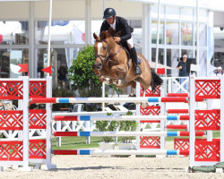 jumper Lucky Star van 't Eigenlo (Belgian Warmblood, 2011, from Echo van het Spieveld)