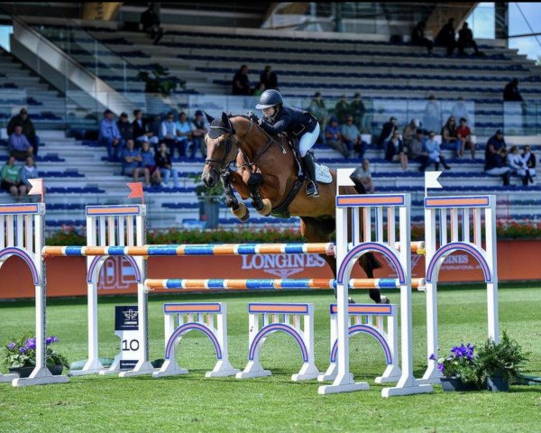 Springpferd Keeper vd Berghoeve Z (Zangersheide Reitpferd, 2014, von Kannan)