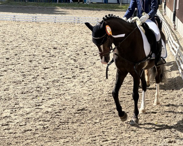 dressage horse Authentic Secret Skye (Welsh-Pony (Section B), 2010, from Moelview Celebration)