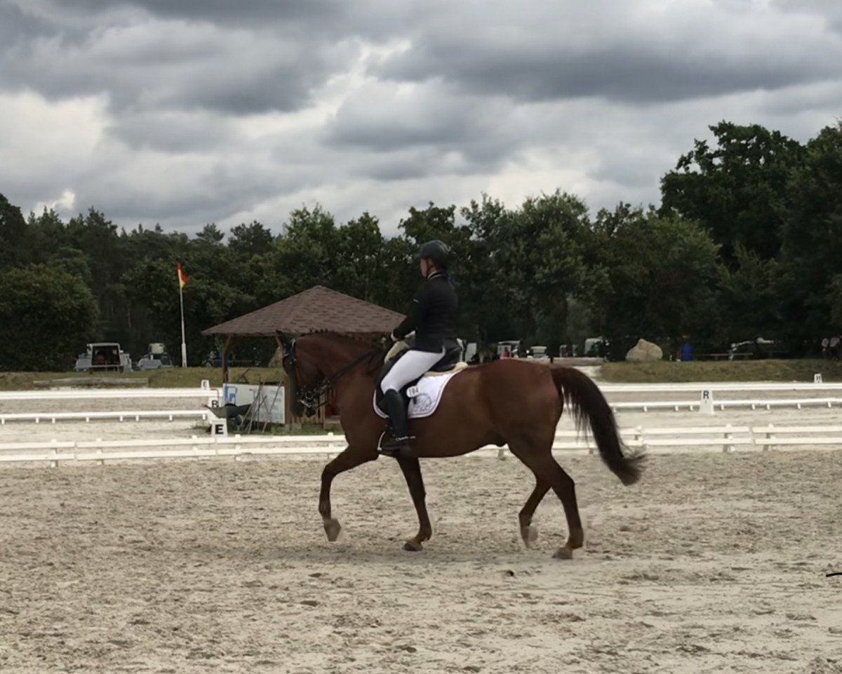 dressage horse Quick Dancer 5 (German Sport Horse, 2008, from Quaterback)