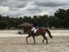 dressage horse Quick Dancer 5 (German Sport Horse, 2008, from Quaterback)