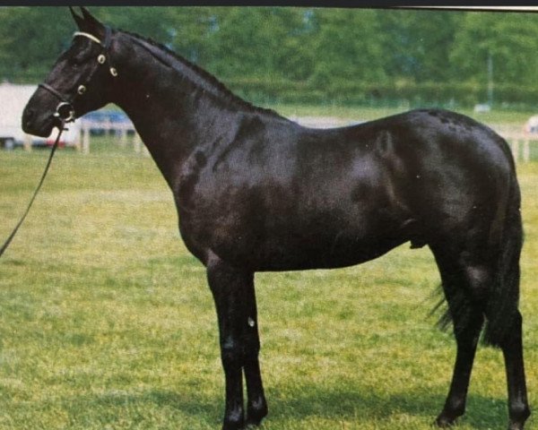 horse Jackets Man Of The Road (British Riding Pony, 1991, from Jackets Vagrant)