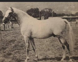 horse Little Keg (British Riding Pony, 1965, from Cockaigne)