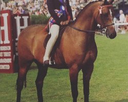 horse Sandbourne Royal Emblem (British Riding Pony, 1985, from Sandbourne Royal Ensign)