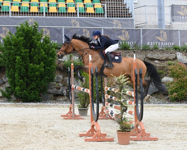 jumper Nash 2 (Austrian Warmblood, 2012, from Nonstop)