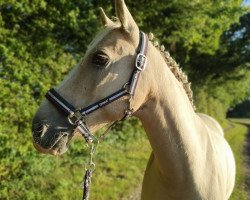 Dressurpferd Golden Star 41 (Dänisches Reitpony, 2010, von FS Concorde)