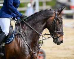 Springpferd Galice du Tillot CH (Schweizer Warmblut, 2012, von Salut Bonheur)