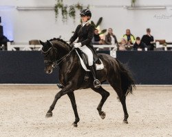 dressage horse Sempre Nobile (Bavarian, 2011, from Stockholm)