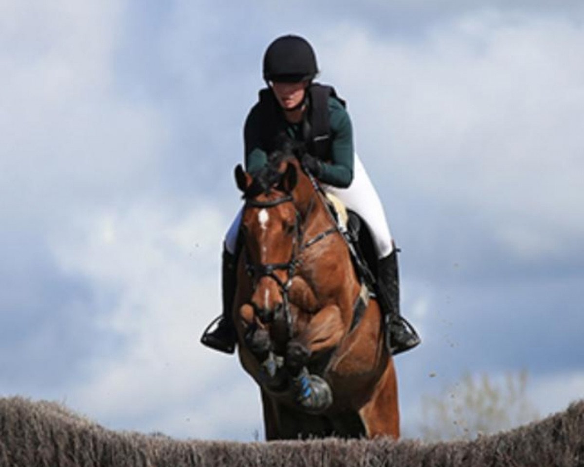 jumper Dibadu 8 (Hanoverian, 2014, from Diarado's Boy)