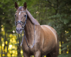 dressage horse Lambordzini (Trakehner, 2016, from Viskis)