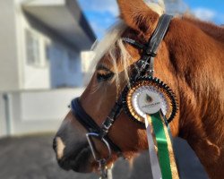 broodmare Narnia aus dem Spessart (Edelbluthaflinger, 2017, from El.H. /P.H Steinadler)