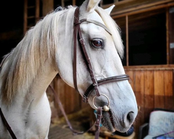 Pferd Cirrus (Lusitano, 2010)