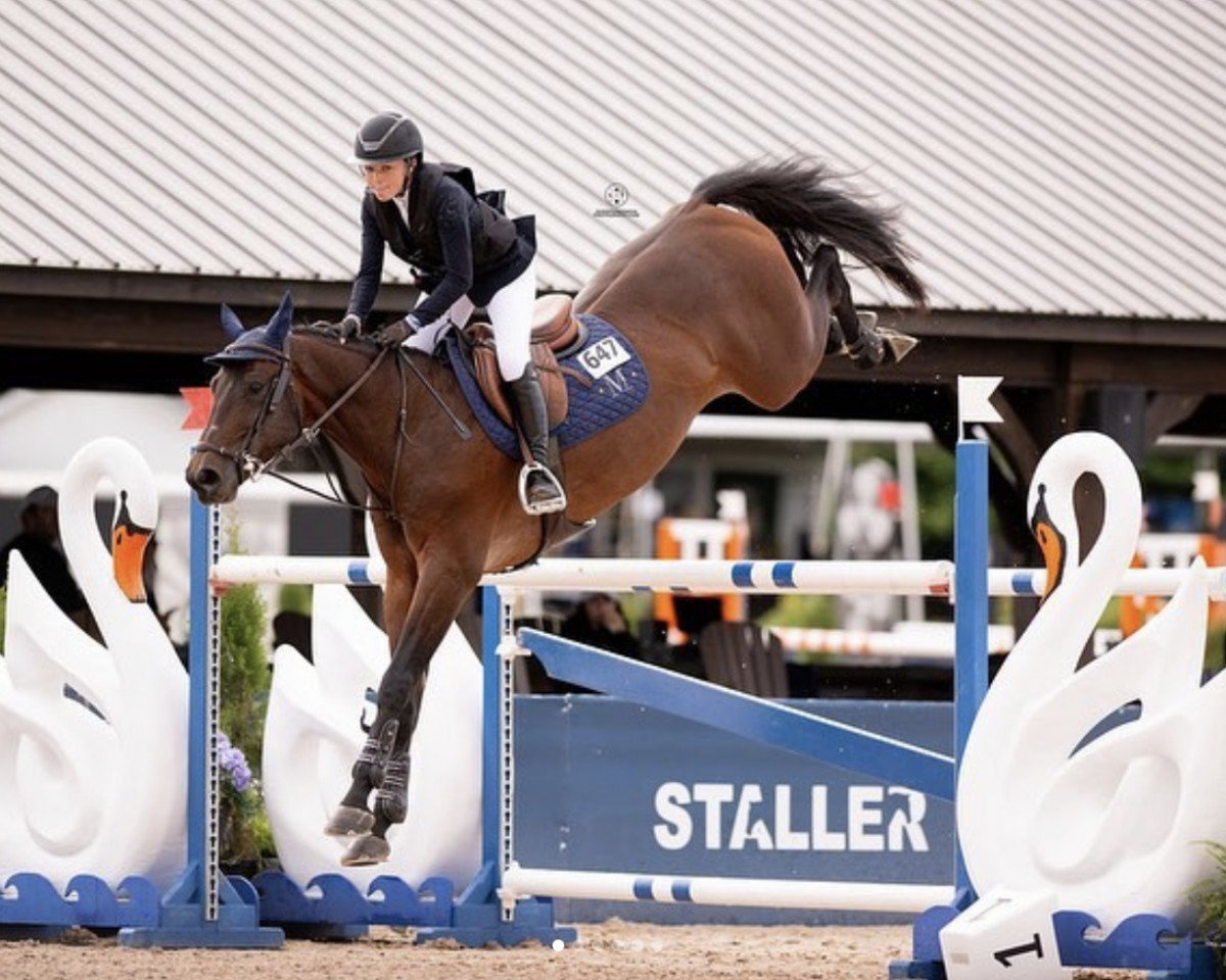 jumper Candy of Picobello Z (Zangersheide riding horse, 2015, from Cornet Obolensky)