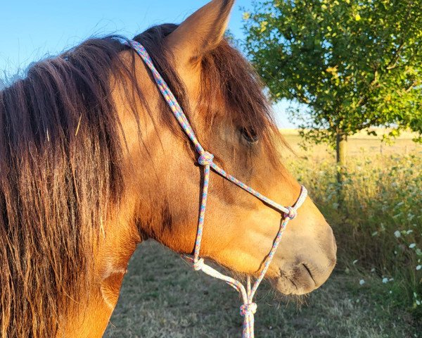 Pferd Maniac Angel von der Heide (Haflinger-Mix, 2020, von Árvakur)