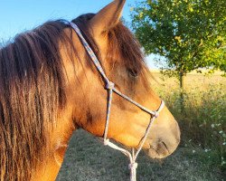 horse Maniac Angel von der Heide (Haflinger Mix, 2020, from Árvakur)