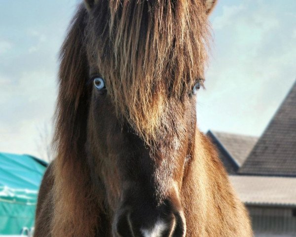 horse Árvakur (Iceland Horse, 2017, from Glampi frá Langárfossi)