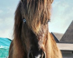 horse Árvakur (Iceland Horse, 2017, from Glampi frá Langárfossi)