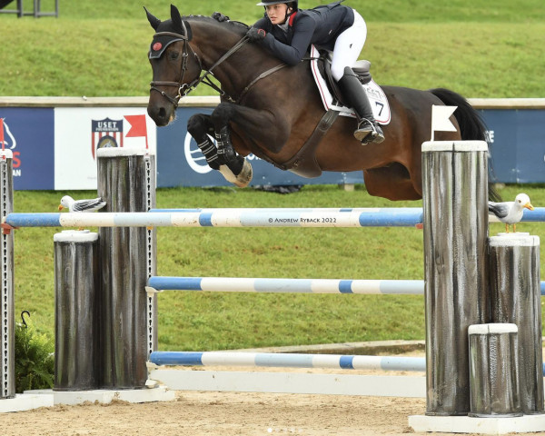 jumper Gq (Danish Warmblood, 2011)