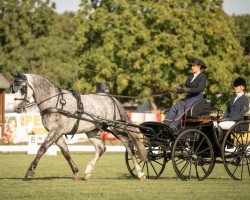 horse Lord Grey 4 (Sachs-door. Heavy Warmbl., 2016, from Lord Brown)