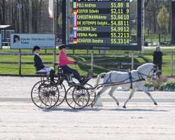 jumper Ricardo (German Riding Pony, 2002, from Oosteinds Ricky)