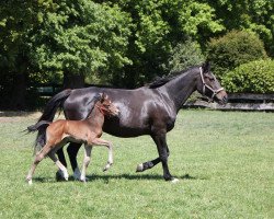 broodmare Quena (Hanoverian, 2009, from FRH Quaid)