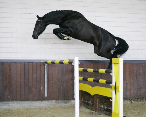 stallion Floris TN (Dutch Warmblood, 2010, from Quality Time)