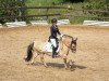 dressage horse Galthram (Fjord Horse, 2010, from Rubis d'Ober)