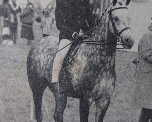 horse Perryditch Typhoon (British Riding Pony, 1979, from Bwlch Zephyr)