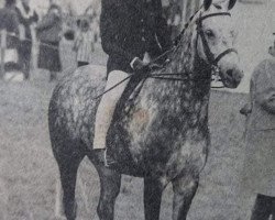 Pferd Perryditch Typhoon (British Riding Pony, 1979, von Bwlch Zephyr)