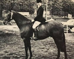 horse Moonstrike (UK Warmblood, 1959, from Cervin AA)